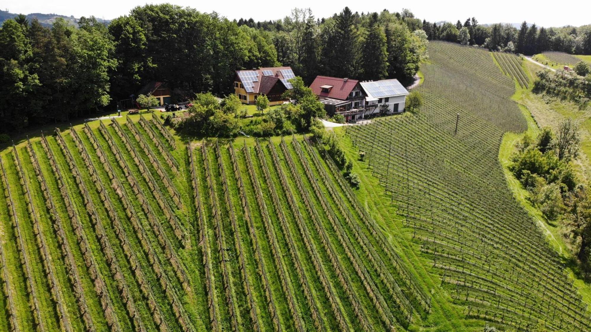 Bed and Breakfast Weingut Spitzypeitler Leutschach Exterior foto